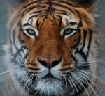 Seguridad en si mismo - tigre